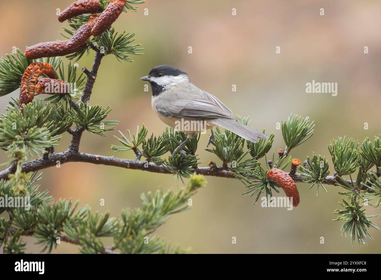 Chickadee à coiffe noire (Poecile atricapillus) perché sur une branche de pin le jour de pluie. Banque D'Images