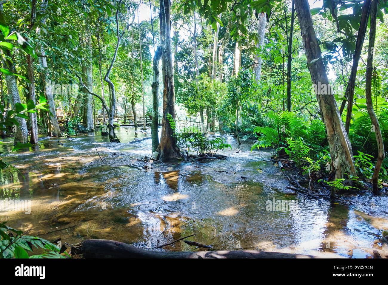 Ruisseau et forêt à Kuang si Falls près de Luang Prabang, Laos Banque D'Images