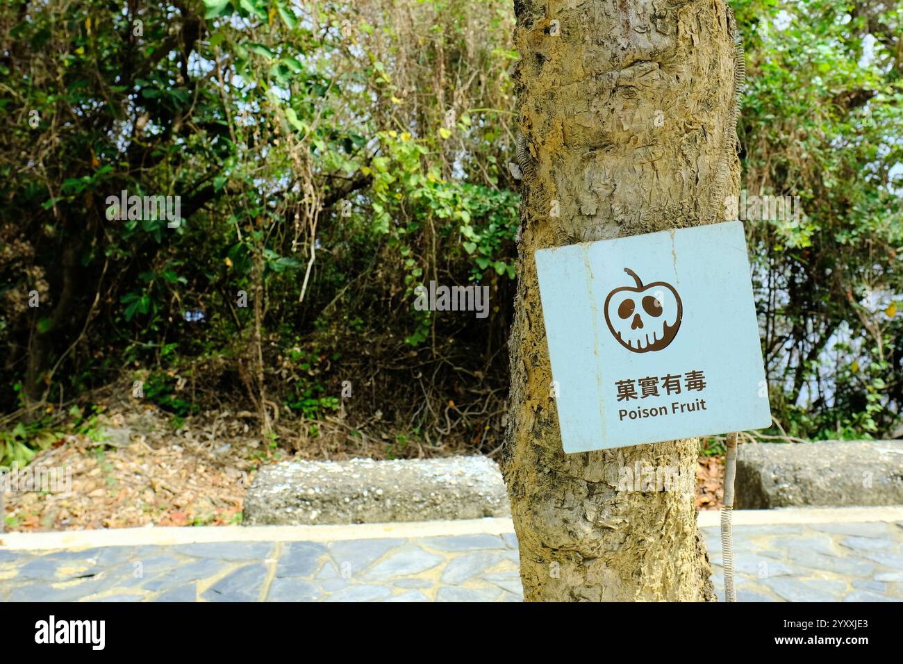 Signe avec icône de fruit stylisée sous la forme d'un crâne avertissant les gens du fruit empoisonné sur cet arbre ; danger, ne pas manger, pas pour la consommation humaine Banque D'Images