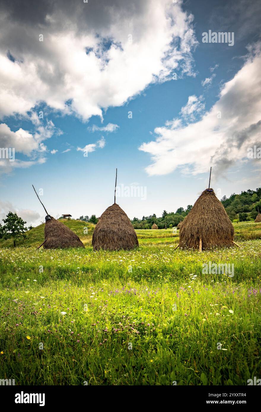 Bottes de foin roumaines dans le paysage des champs d'été Banque D'Images