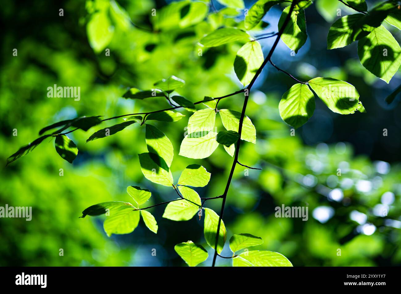 Fond de feuilles vertes. Fond vert de nature. Laisse les plantes en toile de fond. Feuille verte dans la forêt. Fond de feuille vert. Forêt de feuilles sur la verdure floue Banque D'Images