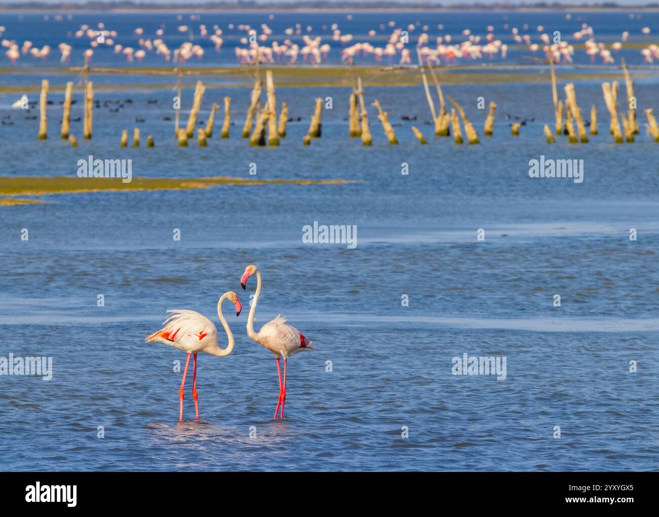 Flamingo au Parc naturel régional de Camargue, Provence, France Banque D'Images