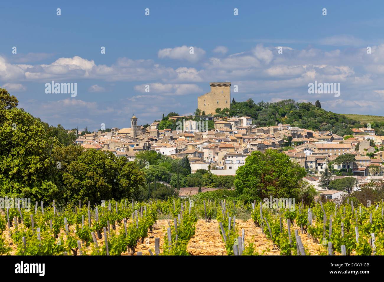 Vignoble typique avec des pierres près de Châteauneuf-du-Pape, Côtes du Rhône, France Banque D'Images