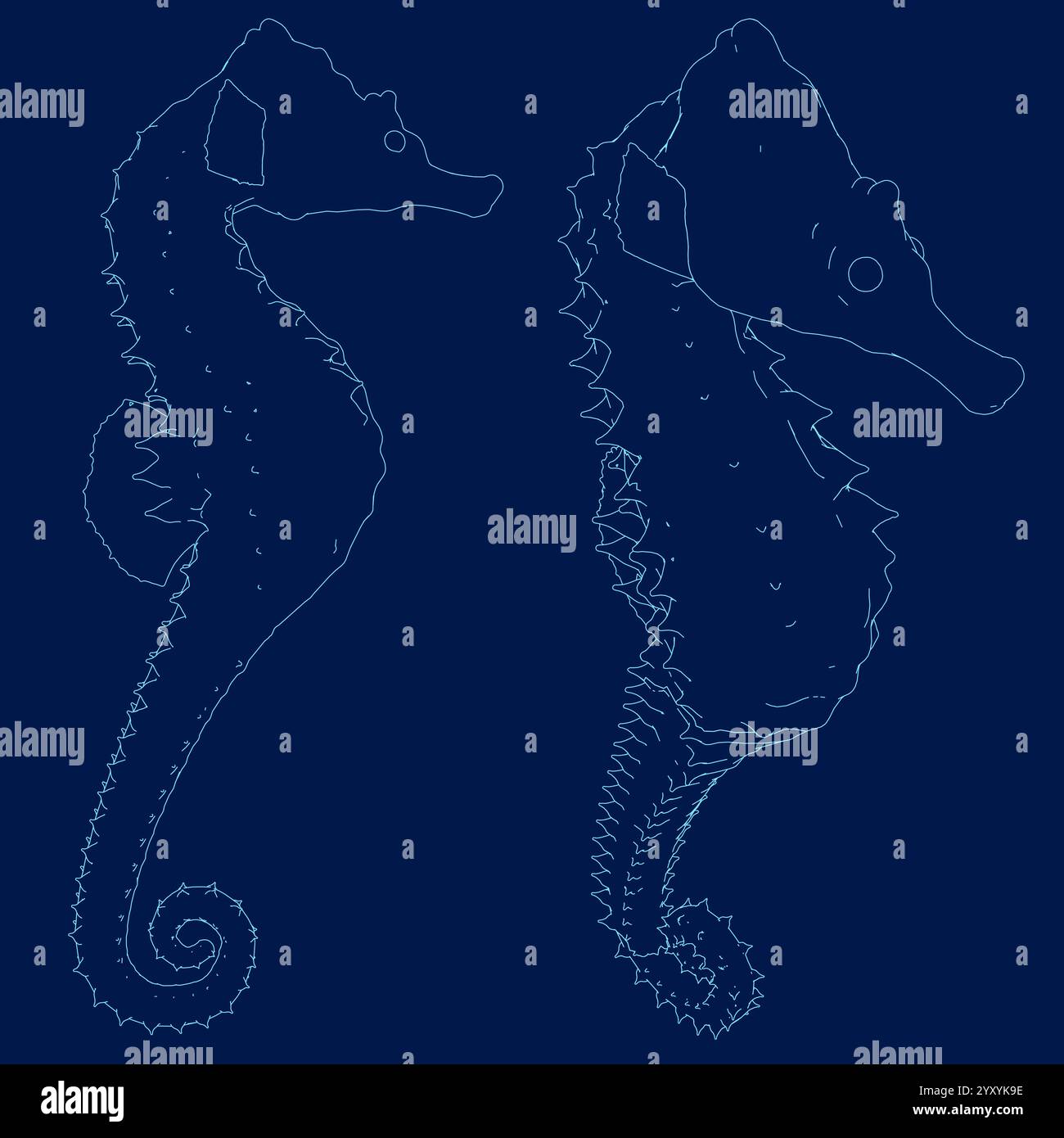 Définir les contours hippocampe sur fond bleu isolé. Illustration vectorielle Illustration de Vecteur