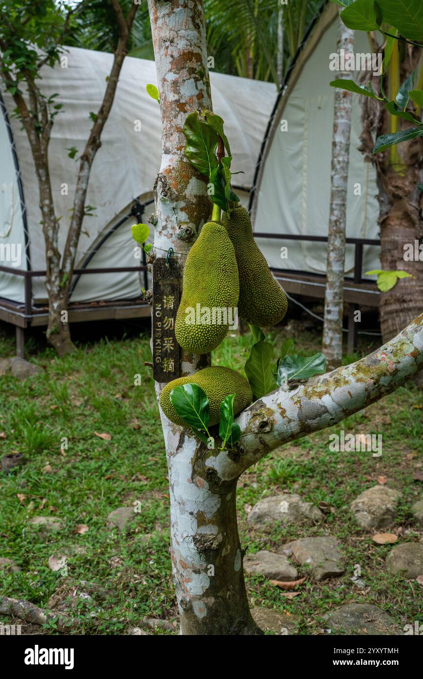 Jackfruit pousse sur un arbre dans un jardin luxuriant et verdoyant rempli de natures Beauty Banque D'Images