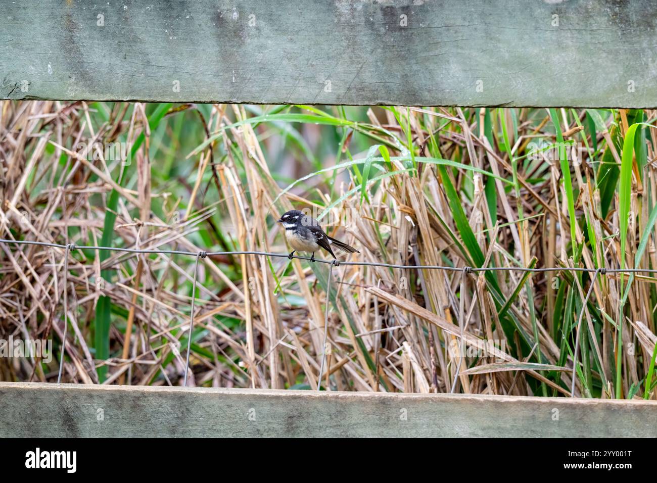 Oiseau fantail gris, Rhipidura albiscapa, sur la clôture de fil propriété rurale arrière cour Australie Banque D'Images