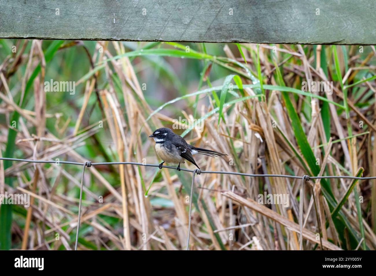 Oiseau fantail gris, Rhipidura albiscapa, sur la clôture de fil propriété rurale arrière cour Australie Banque D'Images