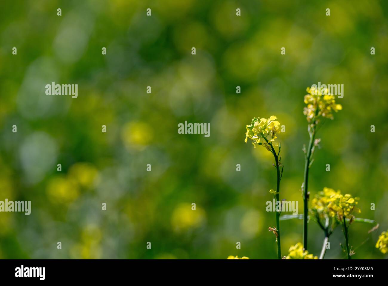 Fleur jaune de moutarde indienne, gros plan détaillé, champ de ravageur envahissant des mauvaises herbes, Queensland Australie, impact environnemental sur les indigènes Banque D'Images
