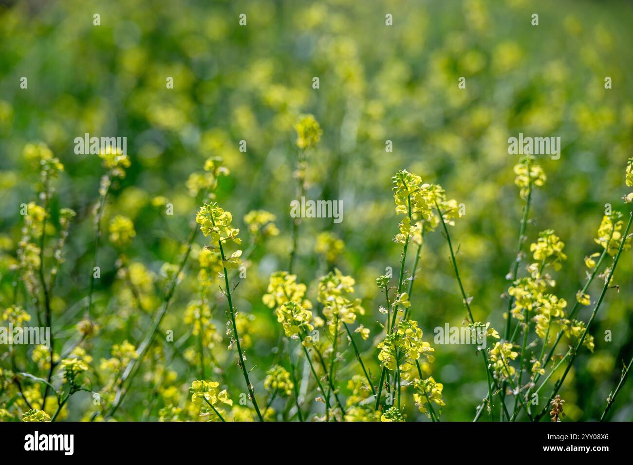 Fleur jaune de moutarde indienne, gros plan détaillé, champ de ravageur envahissant des mauvaises herbes, Queensland Australie, impact environnemental sur les indigènes Banque D'Images