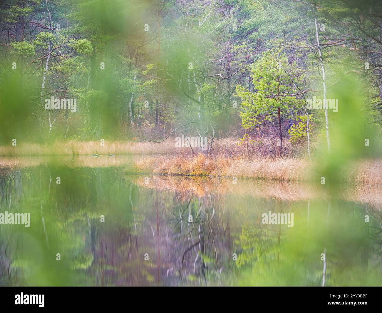 Une verdure animée encadre un lac suédois calme reflétant le cadre paisible. Les arbres bordent le bord de l'eau, mettant en valeur la beauté de la nature pendant s. Banque D'Images