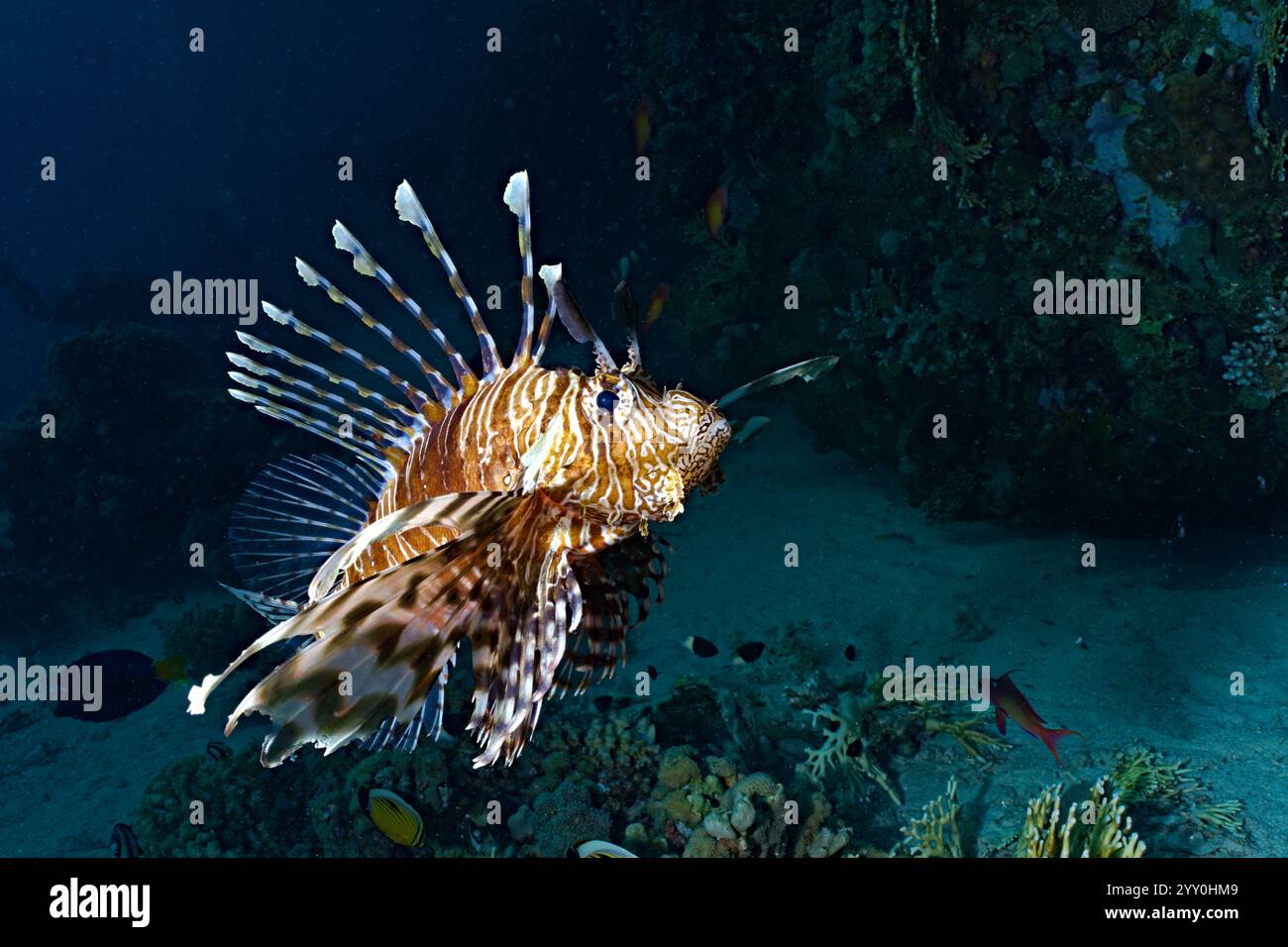 Pterois volitans - poisson-lion commun Banque D'Images