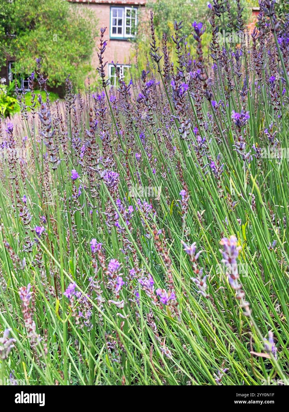 La floraison Lavande - John Gollop - Image de stock capturée avec un smartphone