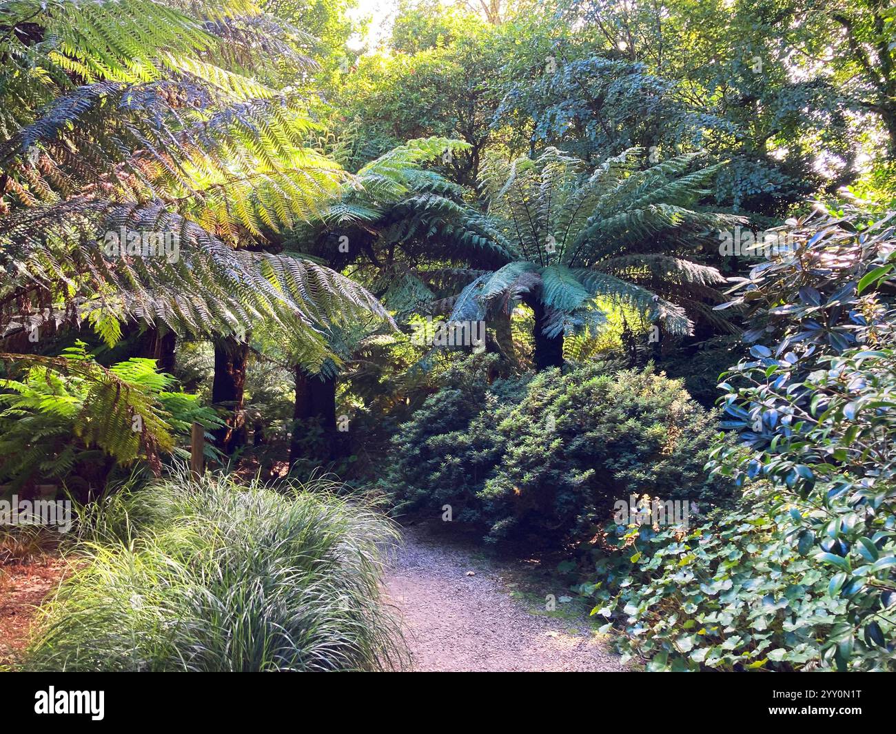 Jardin subtropical de Cornouailles avec fougères (dicksonia antartica) - John Gollop Banque D'Images