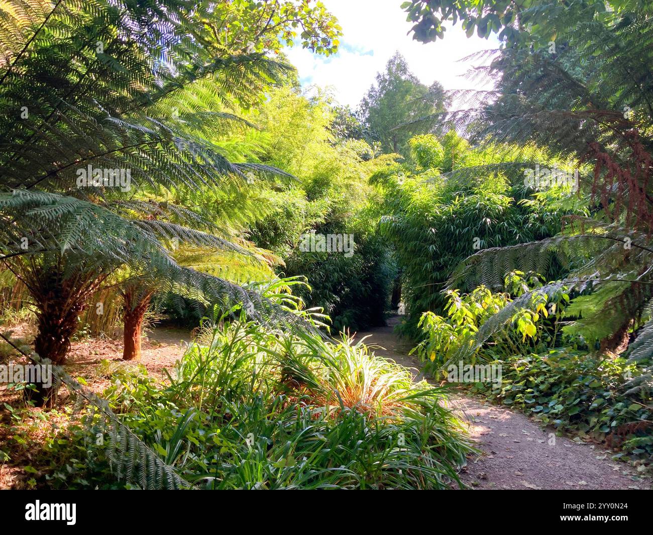 Jardin subtropical de Cornouailles avec fougères (dicksonia antartica) - John Gollop Banque D'Images