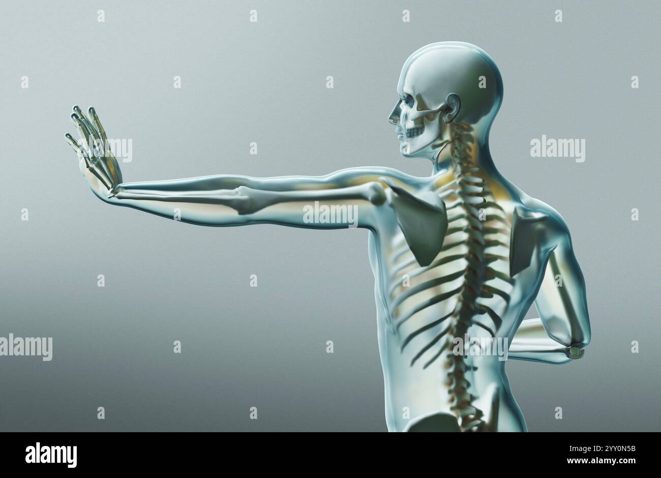 Squelette humain. Radiographie anatomique du squelette humain. rendu 3d. Banque D'Images