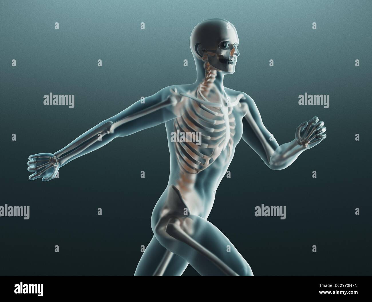 Squelette humain. Radiographie anatomique du squelette humain. rendu 3d. Banque D'Images