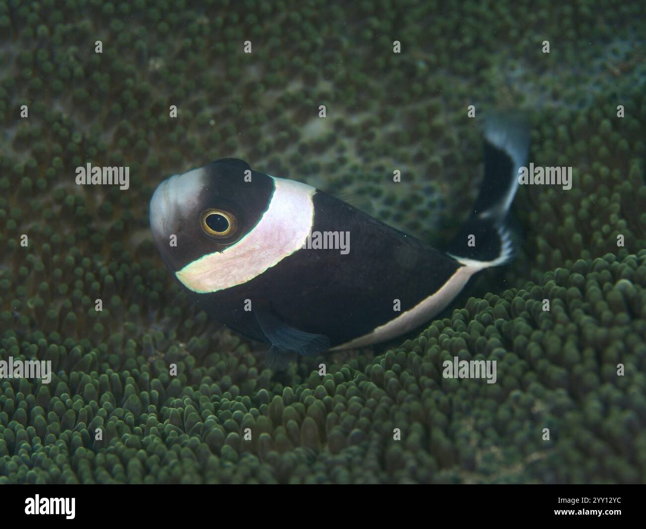 Poisson noir avec une rayure blanche visible, anémonefish (Amphiprion polymnus), sur l'anémone verte de mer, site de plongée House Reef, Penyapangan, Bali Banque D'Images