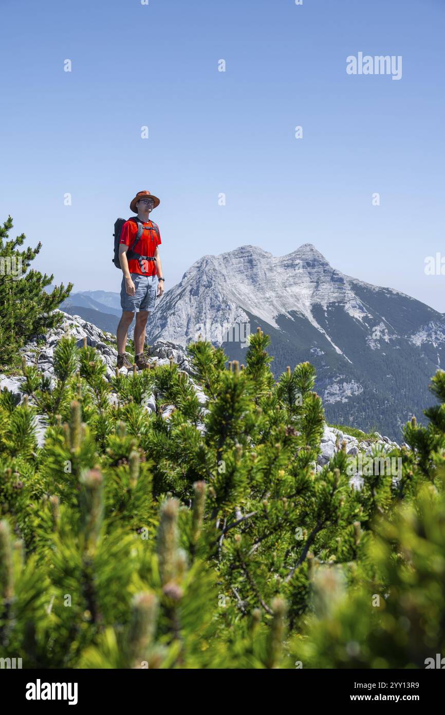 Alpiniste sur l'avant-sommet de Hochunnuetz avec des pins de montagne, sommet de Seekarspitze en arrière-plan, traversée d'Unnuetz, Alpes de Brandenberg, Tyrol Banque D'Images