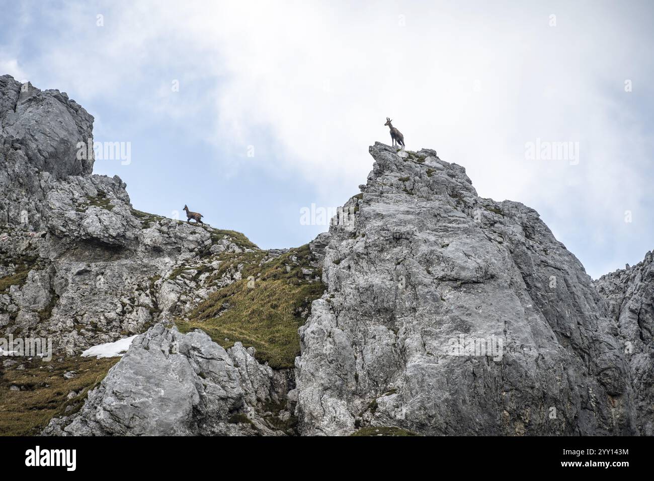 Deux chamois, Wilder Kaiser, montagnes Kaiser, Tyrol, Autriche, Europe Banque D'Images