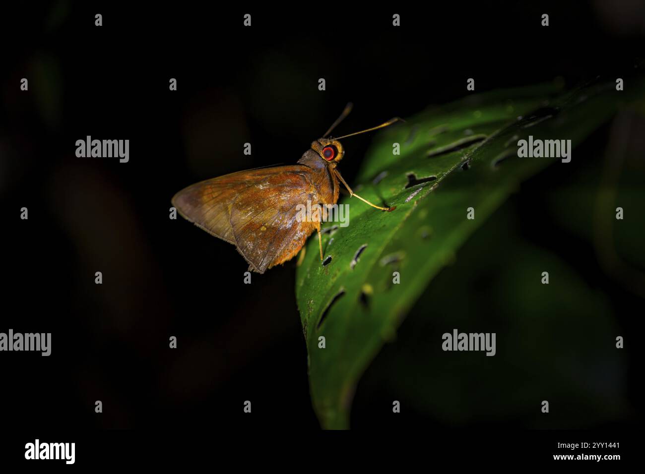 Papillon sur feuille, tir de nuit, Costa Rica, Amérique centrale Banque D'Images