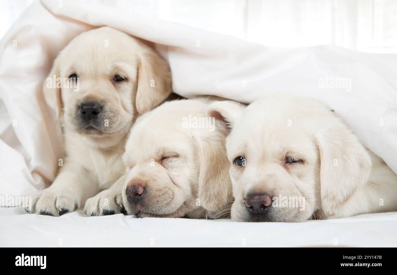 Chiots Labrador de six semaines de race pure couchés dans un lit couvert d'une couverture Banque D'Images