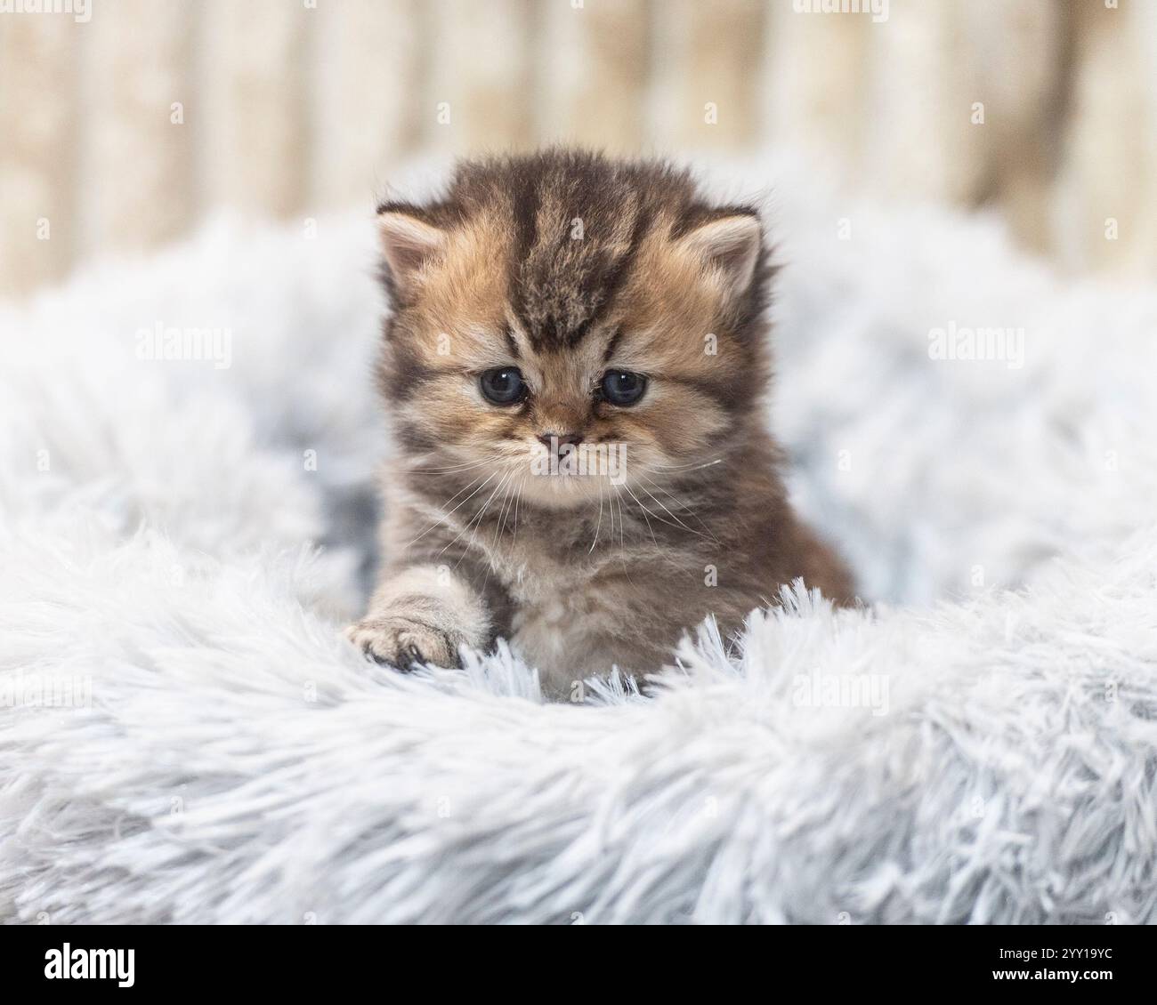 chaton mignon moelleux dans un lit confortable Banque D'Images