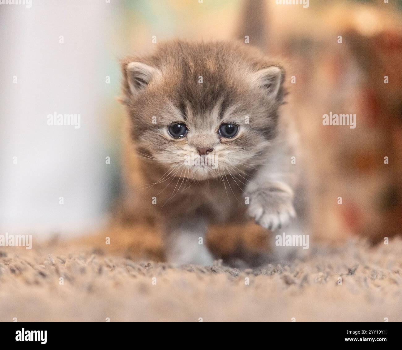 bébé chaton marchant vers la caméra Banque D'Images