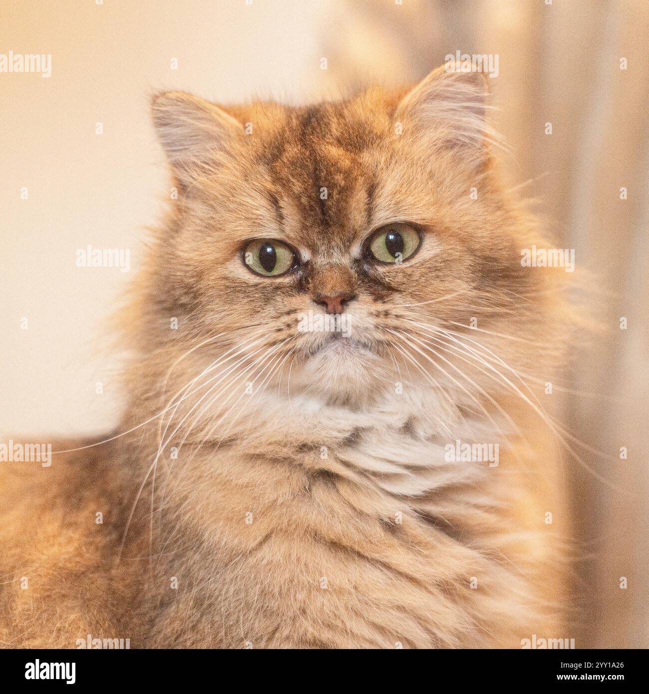 Chat britannique doré à poil long Banque D'Images