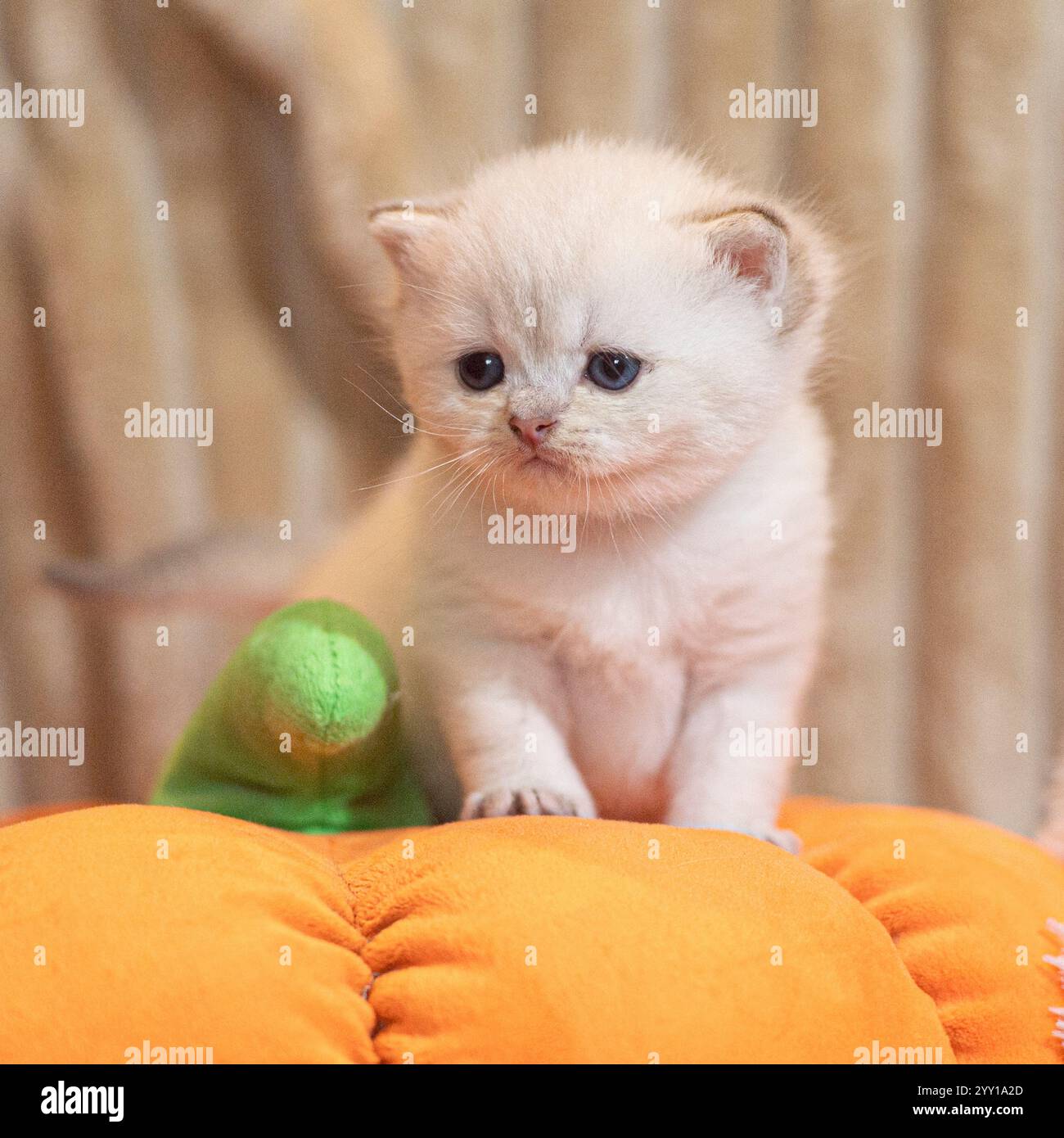 chaton mignon sur citrouille jouet Banque D'Images
