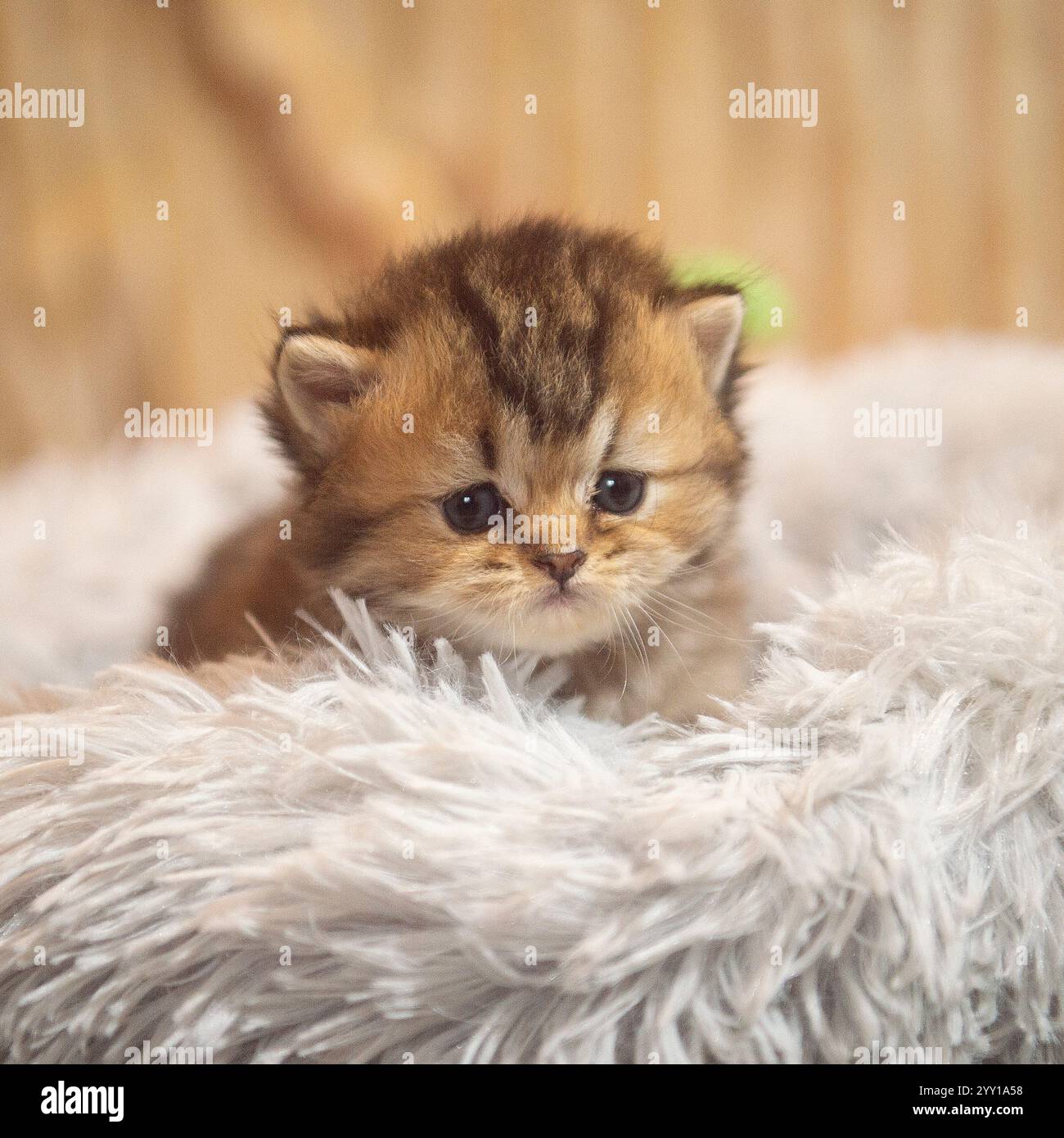 chaton mignon dans un lit moelleux Banque D'Images