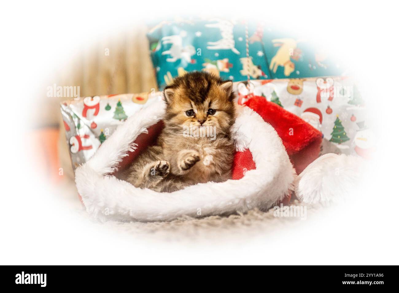 Chaton mignon dans un chapeau de père noël à Noël Banque D'Images
