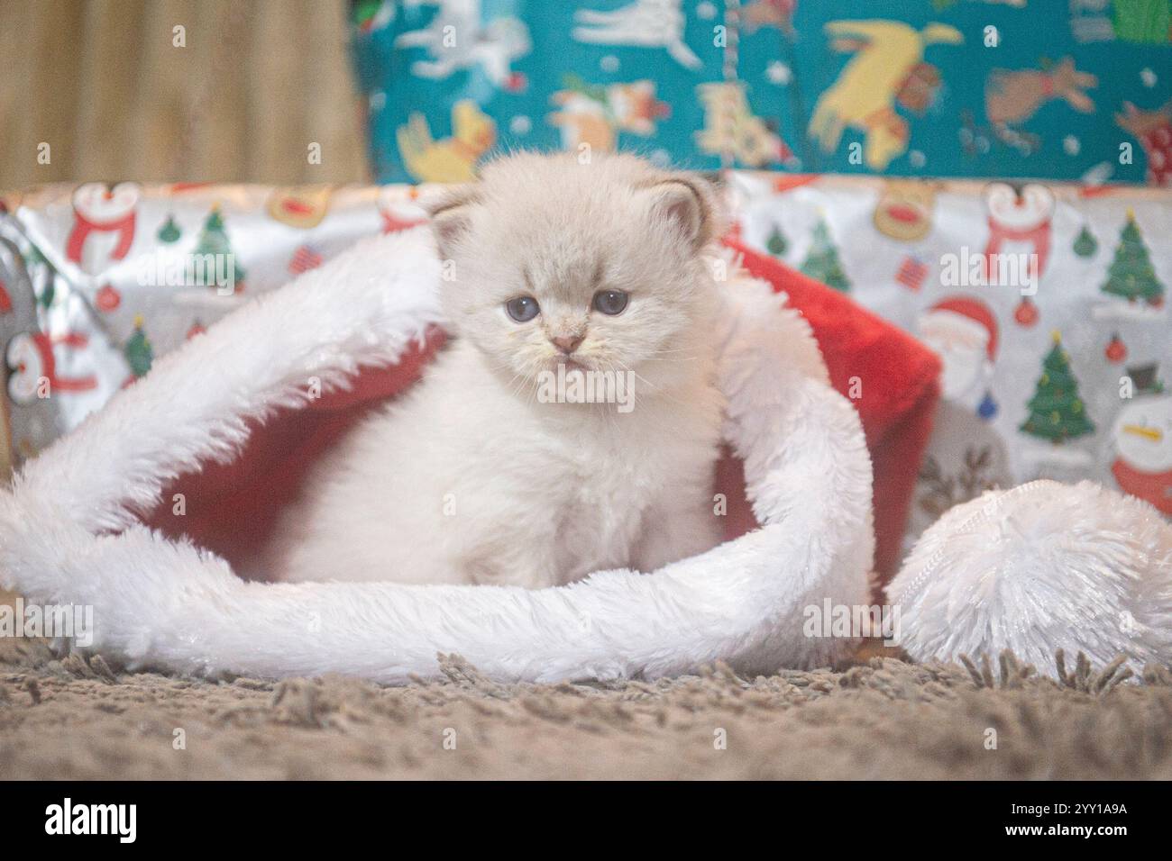 chaton blanc mignon dans un chapeau de père noël à noël Banque D'Images