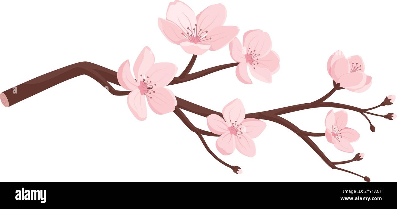 Belles fleurs de cerisier de sakura fleurissant sur une branche, isolées sur fond blanc Illustration de Vecteur