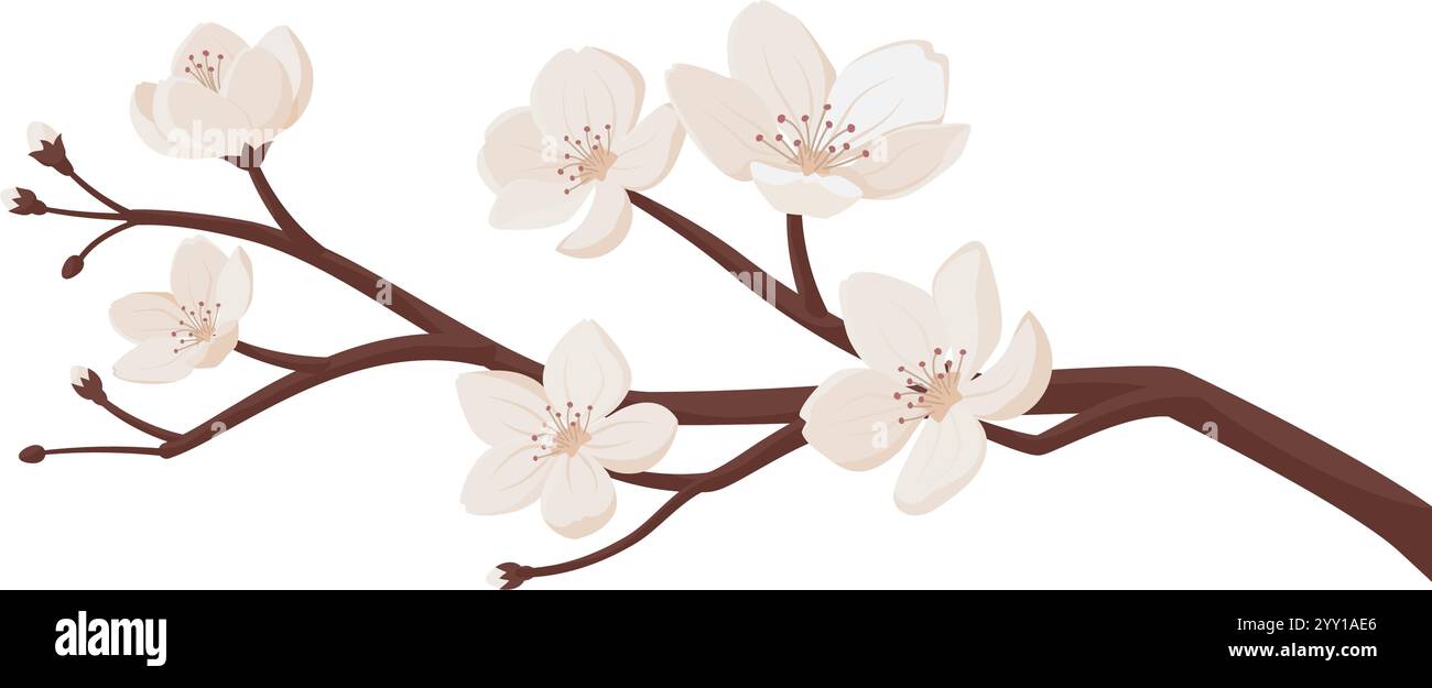 Belles fleurs de cerisier fleurissant sur une branche, isolées sur fond blanc Illustration de Vecteur