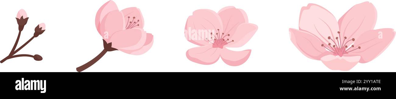Stades de floraison de fleur de cerisier, botanique et concept de croissance, isolé Illustration de Vecteur Stades de floraison de fleur de cerisier, botanique et concept de croissance, isolé Illustration de Vecteur