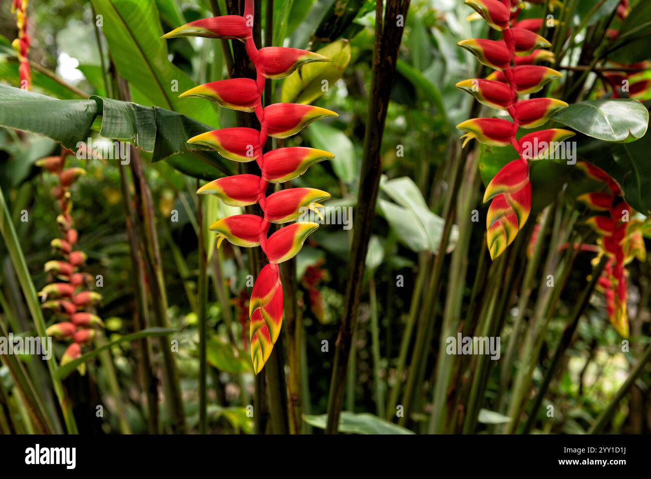 Heliconia rostrata, griffe de homard suspendue ou faux oiseau de paradis Banque D'Images Heliconia rostrata, griffe de homard suspendue ou faux oiseau de paradis Banque D'Images