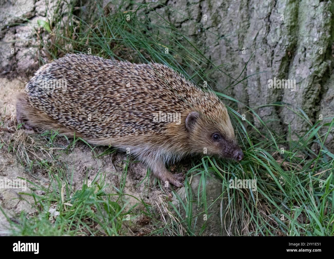 Un ami de jardin piquant. Un hérisson ( Erinaceus europaeus) rampant autour d'un arbre dans un cadre boisé .. Suffolk, Royaume-Uni Banque D'Images