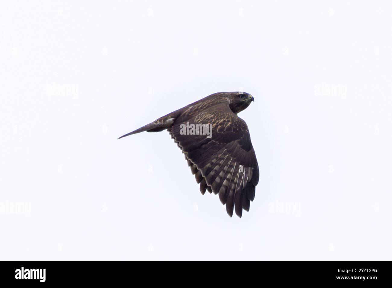 Un Buzzard commun (Buteo buteo), un oiseau de proie qui mange de petits mammifères, vu au-dessus de Baldoyle, Dublin. Banque D'Images