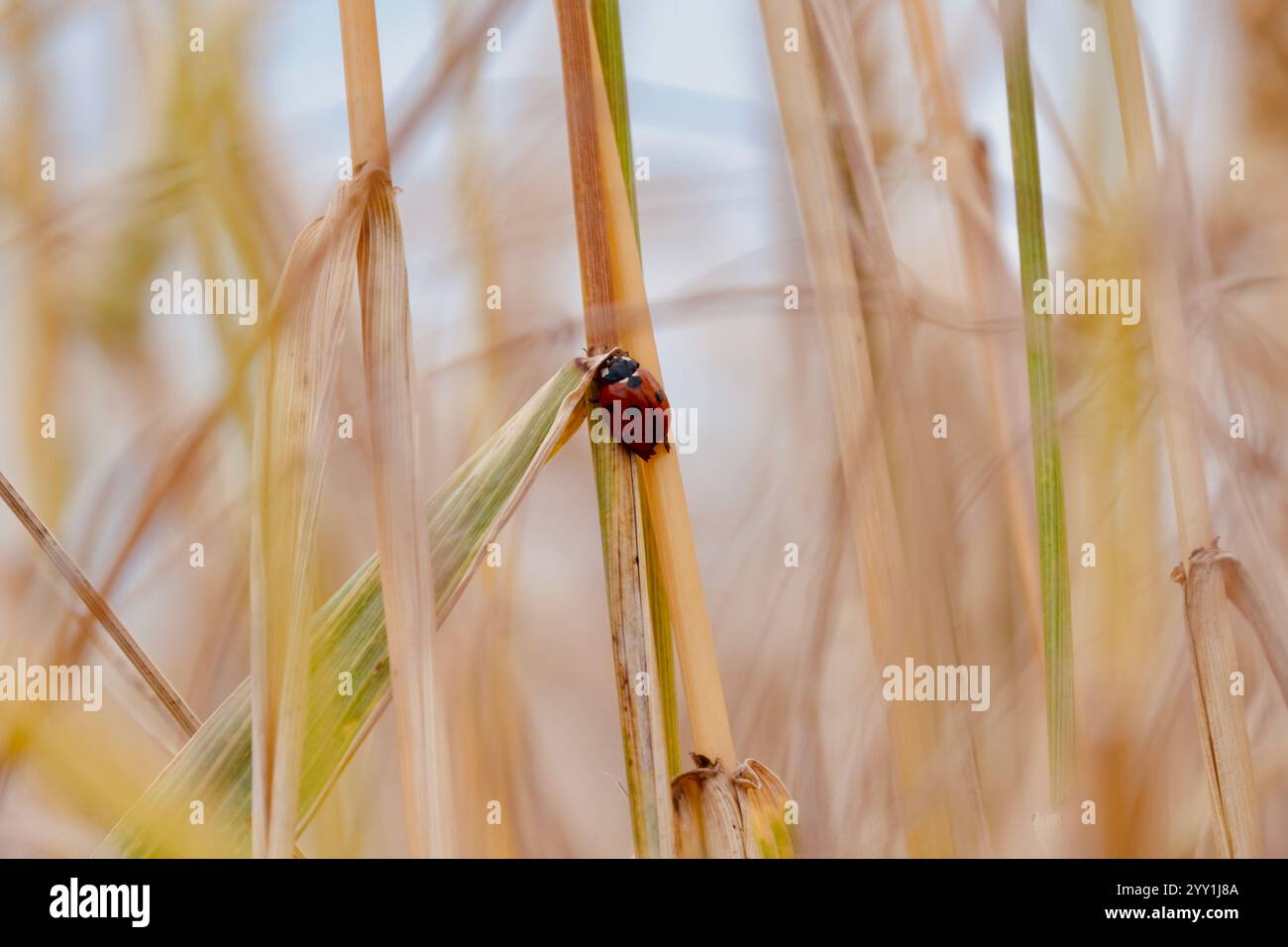 Coccinelle mignonne sur lame d'herbe en Allemagne, gros plan, beauté de la nature, photographie macro, moment d'insecte vibrant, L'été en plein air Banque D'Images