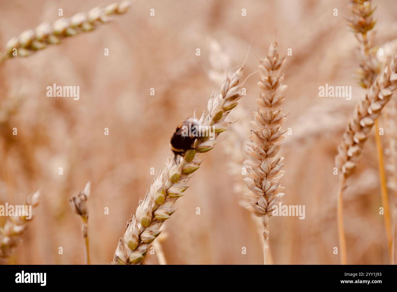 Cute Bumblebee sur la plante de blé en Allemagne, macro gros plan, pollinisation de la nature, moment d'insecte d'été, photographie détaillée d'insecte Banque D'Images