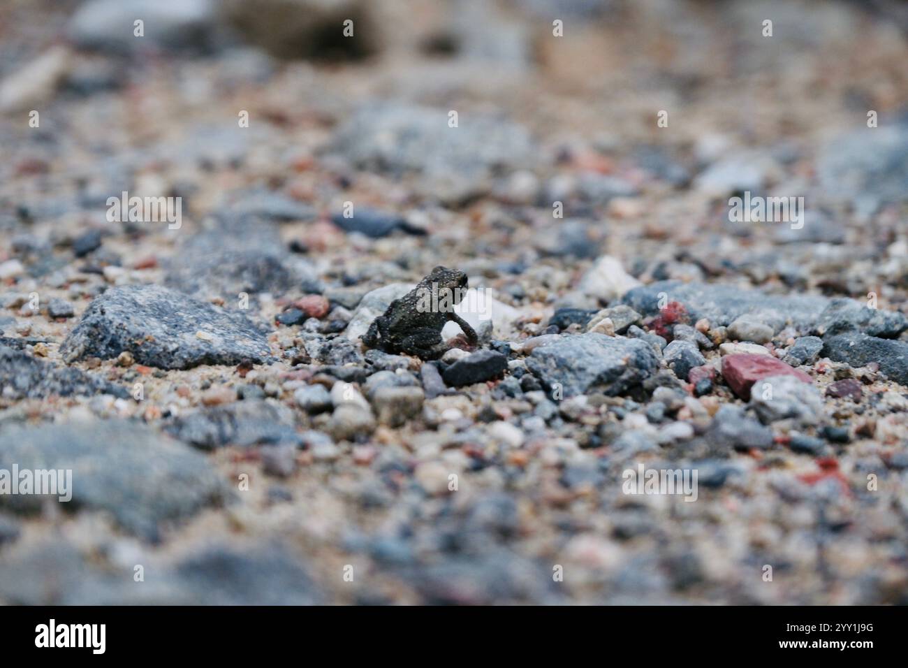 Minuscule grenouille assise sur Gravel Gravel Gravel Gravel Gravel en Allemagne, mettant en valeur la faune mignonne dans un cadre naturel en plein air Banque D'Images