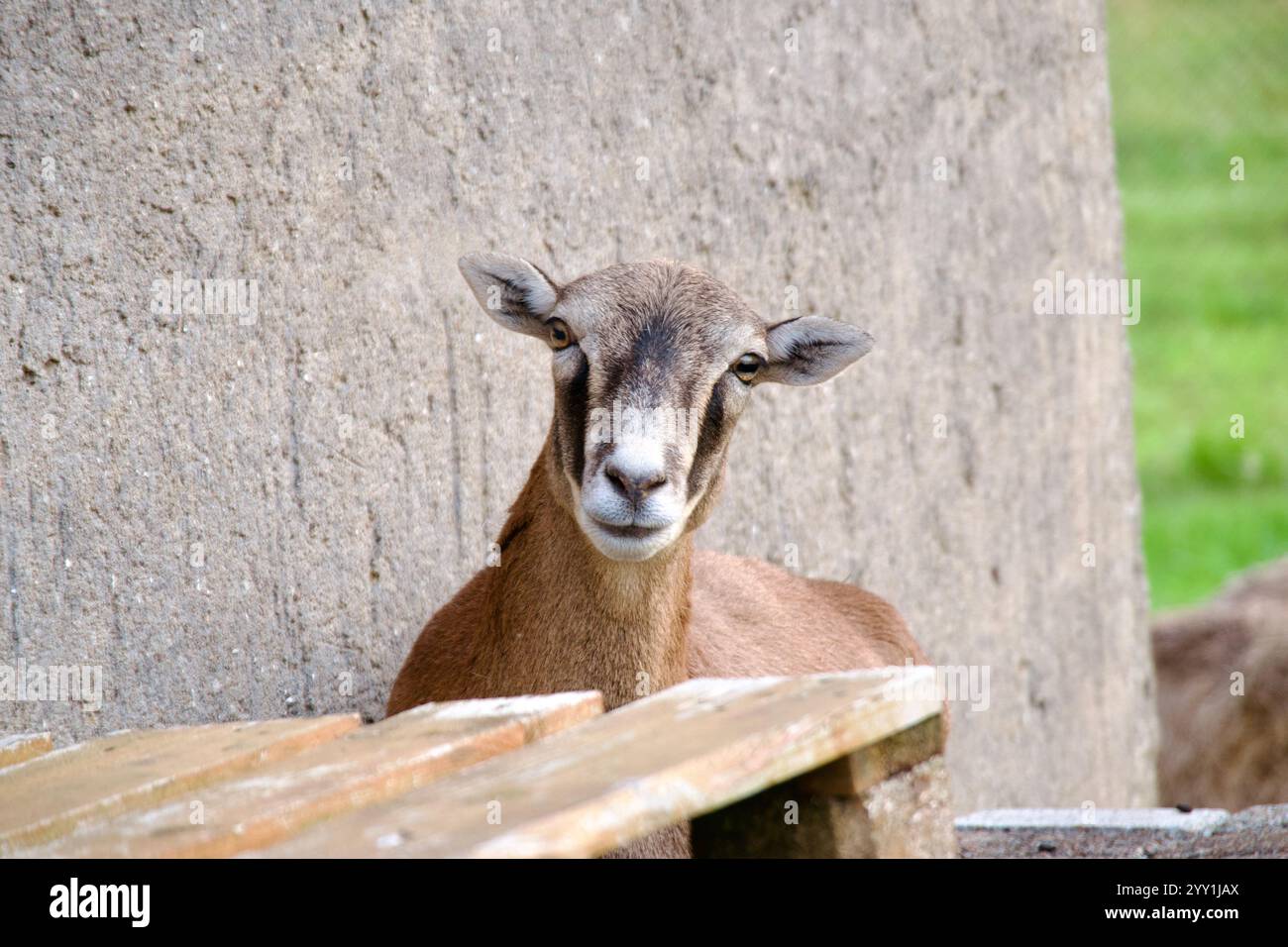 Paisible chèvre reposant près du mur rustique dans un cadre de campagne allemand entouré par la nature Banque D'Images