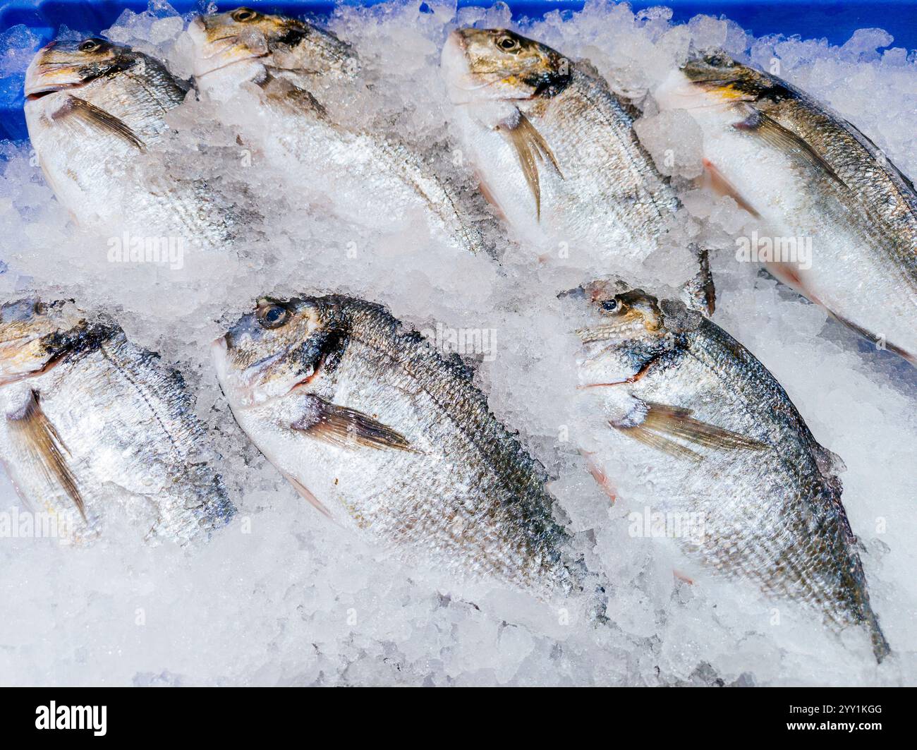 Comptoir dans le marché aux poissons. Dorade de Gilthead d'élevage. Madrid Banque D'Images
