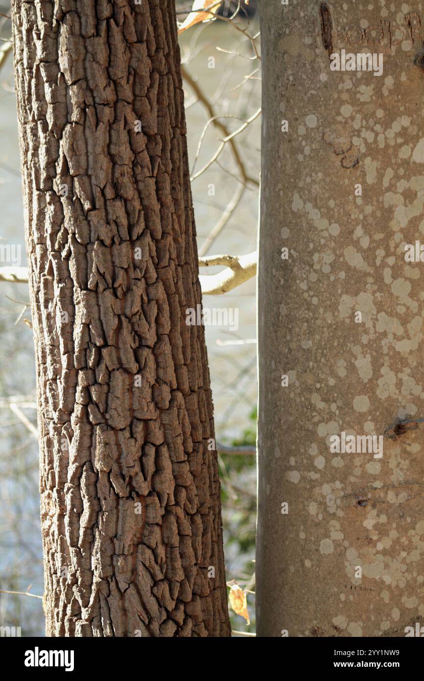 Deux espèces d'arbres différentes poussant à proximité immédiate de la même base Banque D'Images