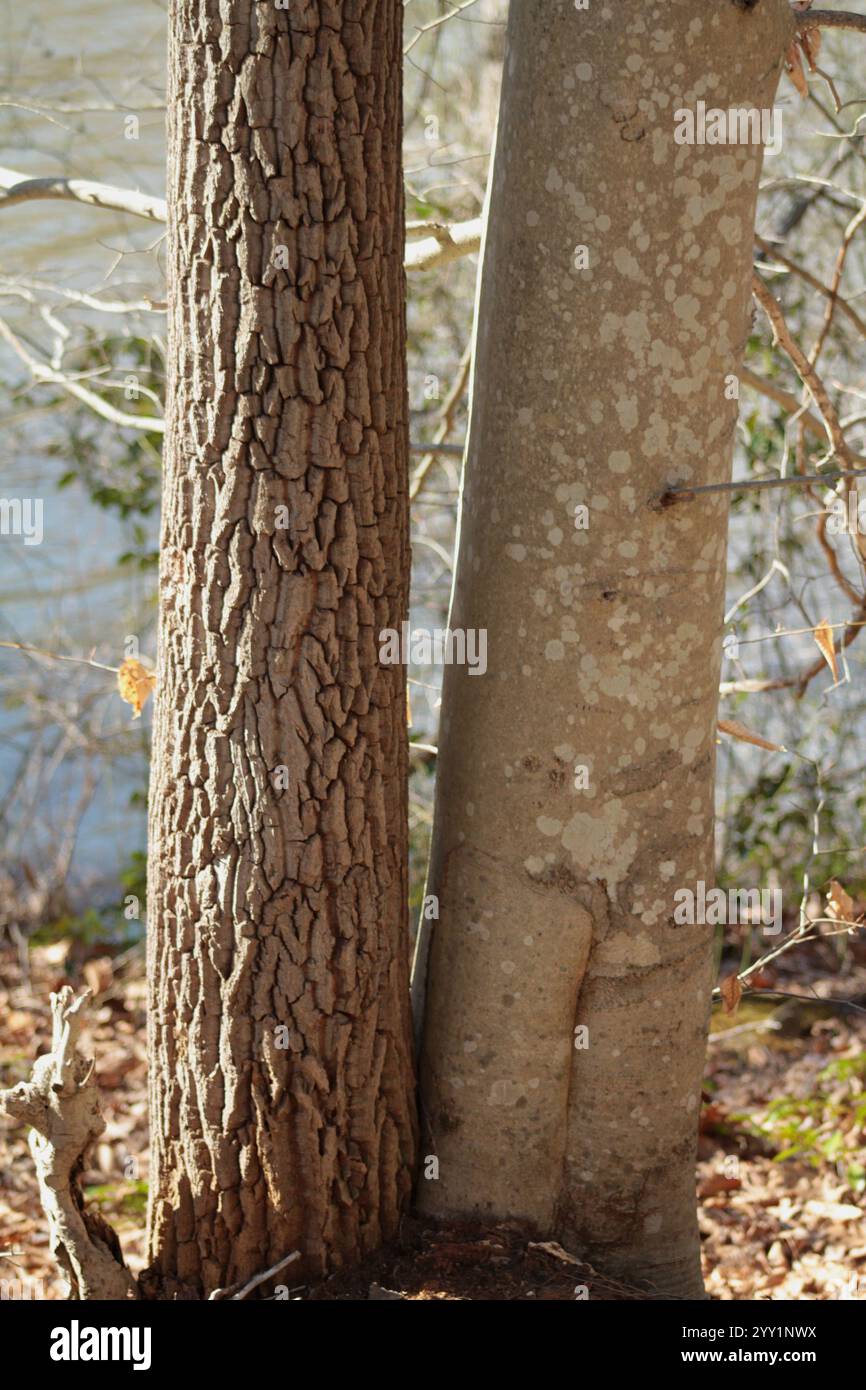 Deux espèces d'arbres différentes poussant à proximité immédiate de la même base Banque D'Images
