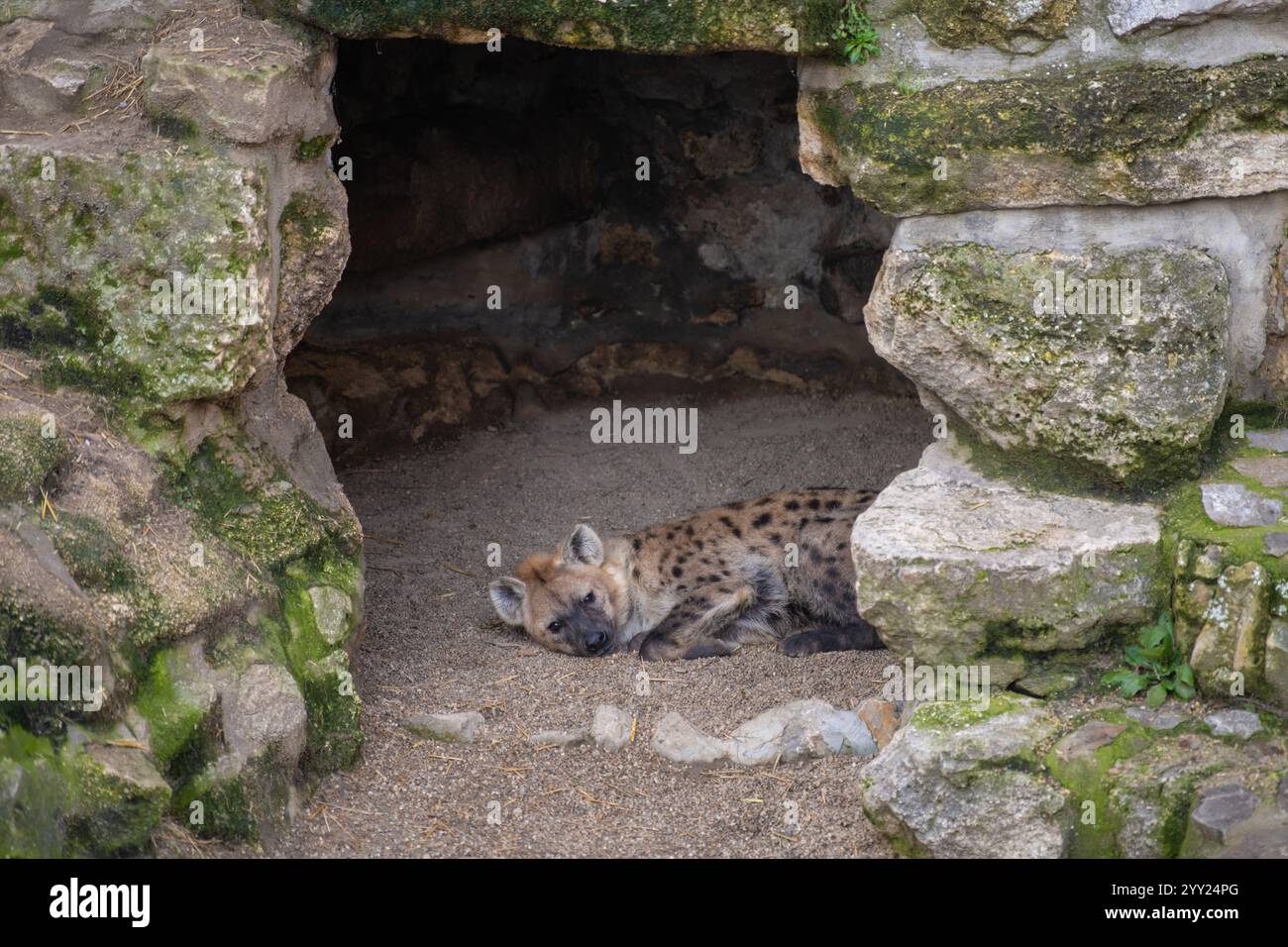 Hyène tachetée (Crocuta crocuta), également connue sous le nom de hyène riante dans la grotte du zoo de Belgrade. Banque D'Images