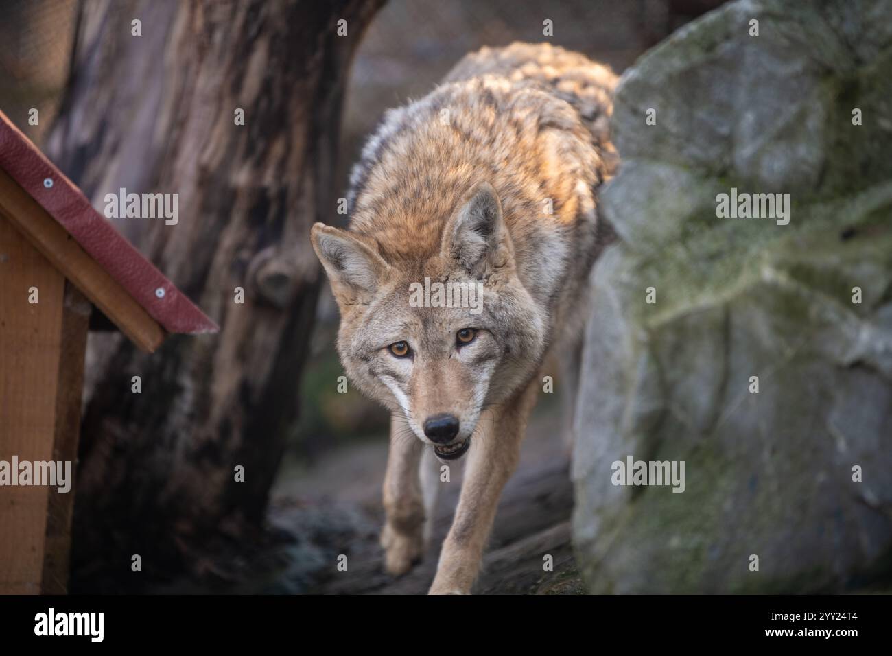 Loup arctique (Canis lupus arctos) dormant dans une maison en bois au zoo. Ce type de loup est également connu sous le nom de loup blanc ou loup polaire. Banque D'Images