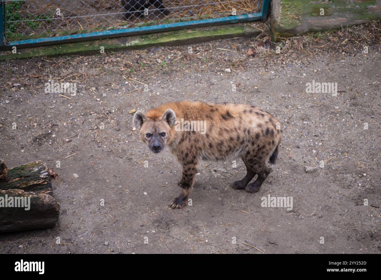Hyène tachetée (Crocuta crocuta), également connue sous le nom de hyène riante au zoo de Belgrade. Banque D'Images