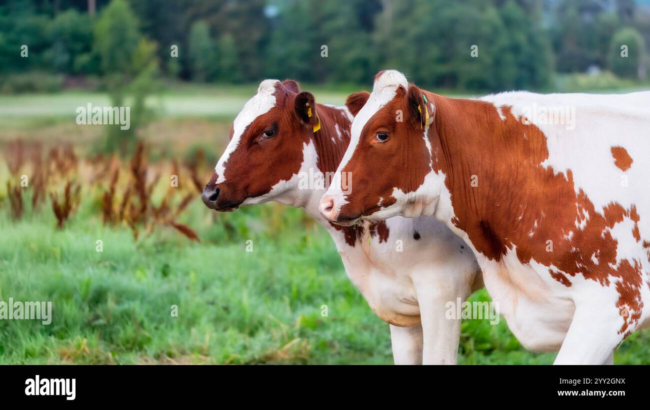 Deux vaches laitières tachetées avec des manteaux bruns et blancs debout côte à côte dans un champ herbeux. Les deux ont des étiquettes d'oreille jaunes, et une forêt floue et co ouvert Banque D'Images