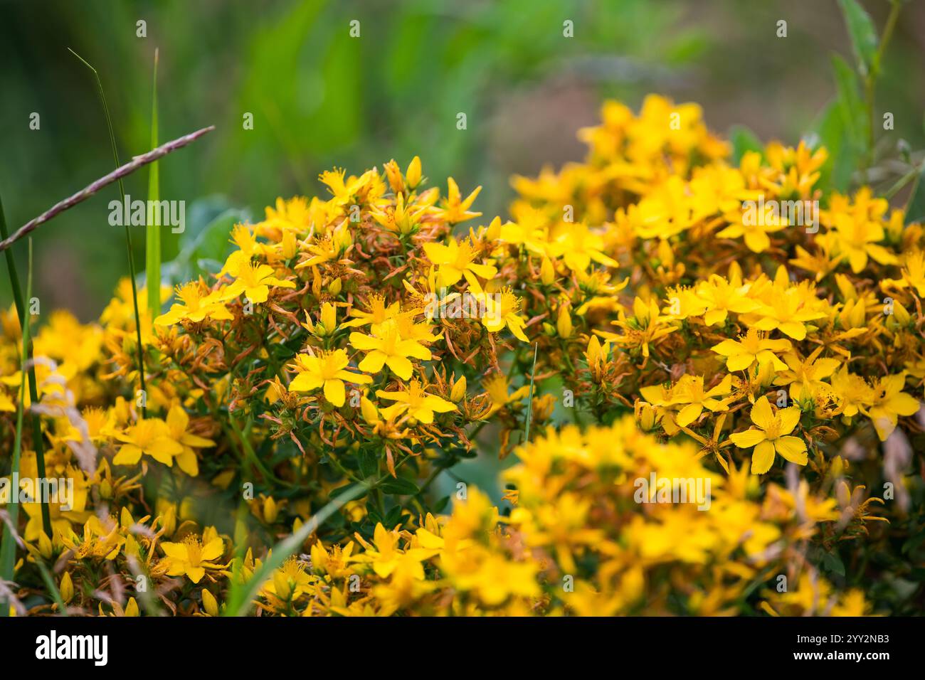 Hypericum perforatum en fleur, république tchèque Banque D'Images